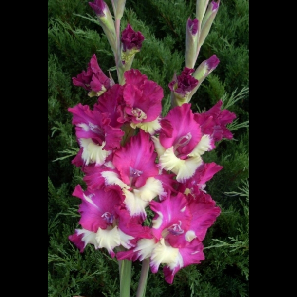 Гладиолус Аксакал