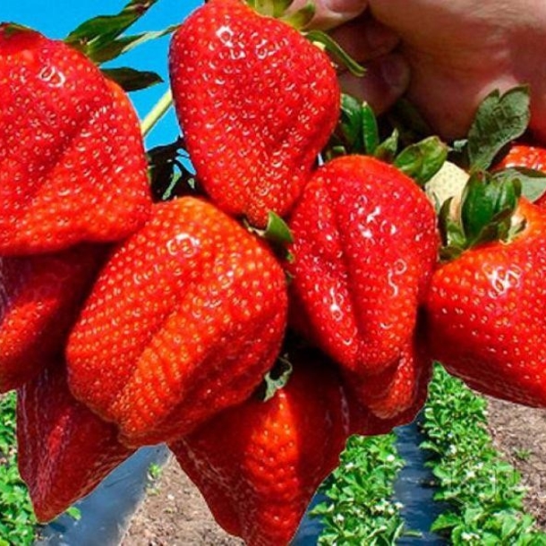 Клубника Азия