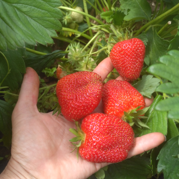 Клубника Амарант