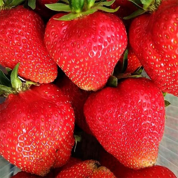 Клубника Априка