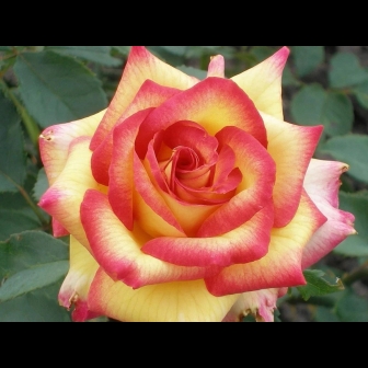 Роза Амбианс