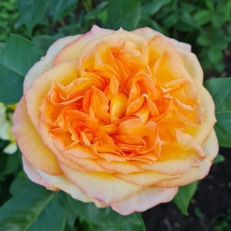 Роза Анри Дельбар