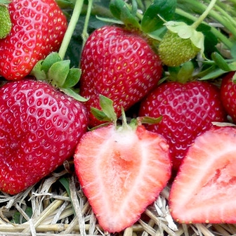 Клубника Альбион