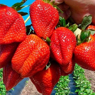 Клубника Азия