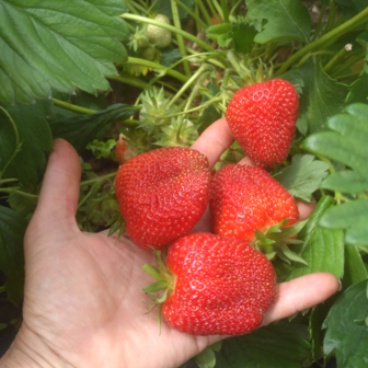 Клубника Амарант
