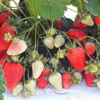 Клубника Ами