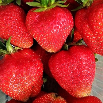 Клубника Априка