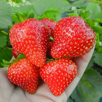 Клубника Арианна